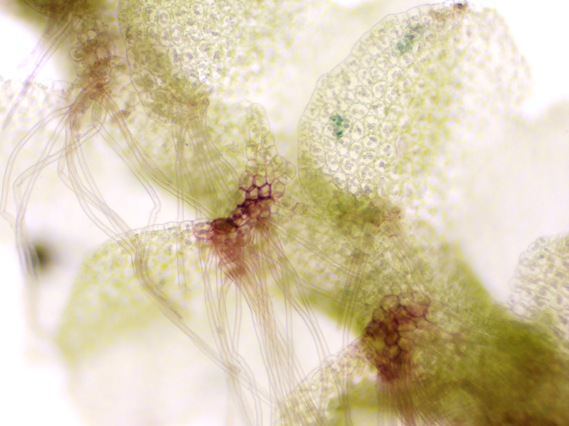 Nardia insecta